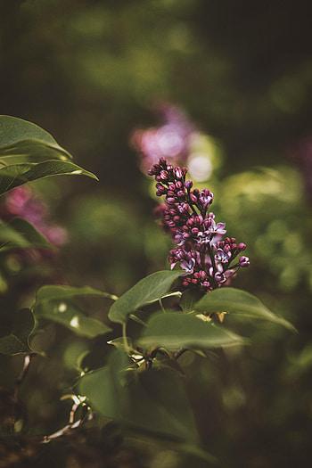 Flowers, Lilac, Bush, Flower, Bloom, Flowering HD phone wallpaper