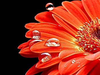 Plants, Flowers, Drops HD wallpaper