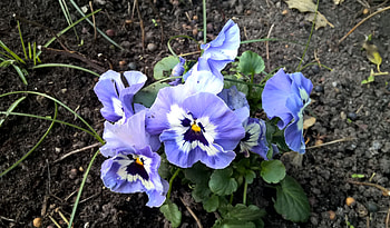 Pansies, blue, leaves, petals, blossoms, colors, garden, spring HD wallpaper