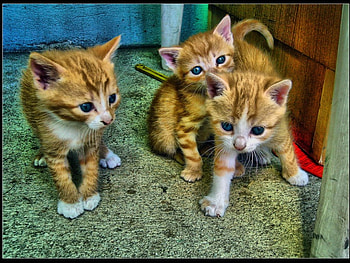 kitty kitty, kitty, cutie HD wallpaper
