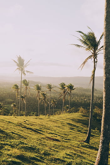 A serene view of tropical palm trees on a lush, green hill in a valley, captured during a stunning sunset. HD phone wallpaper