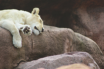 Animals, Predator, Lioness, Sleeps, Asleep HD wallpaper