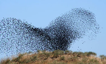 Nature, Birds, Flock, Takeoff, Roy, Swarm HD wallpaper