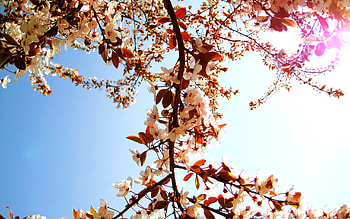 Flowers, Sky, Sun, Bloom, Flowering, Branch, Spring, Mood HD wallpaper