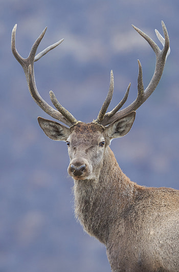 Red deer, Rhodope mountains rewilding, Wild beauty, Nature conservation HD phone wallpaper