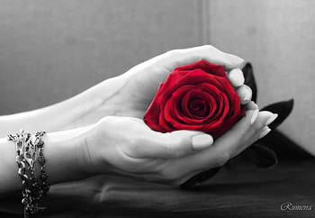 Rose, hands, red, flower HD wallpaper