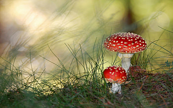 Plants, Mashrooms HD wallpaper