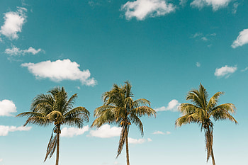 Nature, Sky, Minimalism, Palm HD wallpaper