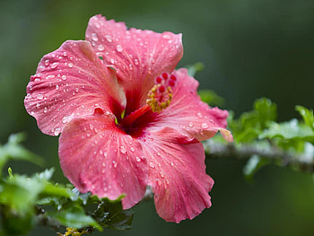 Hibiscus, Wet, Flower, Drops HD wallpaper