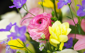 Plants, Flowers HD wallpaper