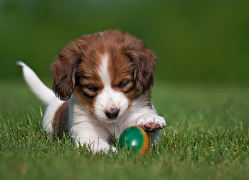Animals, Dog, Ball, Playful, Puppy, Koikerhondje, Coykerhondie HD wallpaper