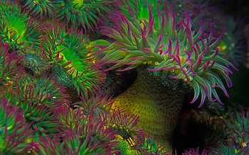 Breathtaking sea anemone, Mesmerizing display, beauty, Nature's vividness HD wallpaper