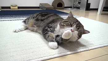 Maru the cat, Cat , Cute feline , Adorable cat HD wallpaper