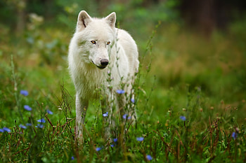 Animals, Predator, Wolf, Polar Wolf HD wallpaper