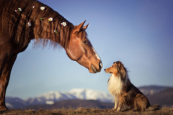 Friends, animal, dog, horse, sheltie, collie, pet, cal, caine HD wallpaper