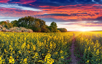 Spring Sunset, sky, flowers, rocks, colors, landscape, clouds HD wallpaper