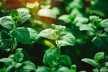 Comprehensive guide, Peppermint, Growing tips, Herbal uses HD wallpaper