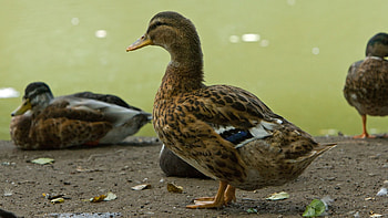 Animals, Birds, Ducks, Feather, Color HD wallpaper