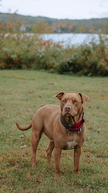Pitbull Dog, Golden Breed, Golden HD phone wallpaper