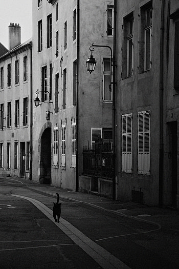 Cities, Architecture, City, Building, Cat, Bw, Chb, Street HD phone wallpaper