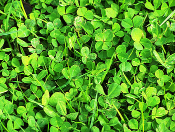 Plants, Nature, Leaves HD wallpaper