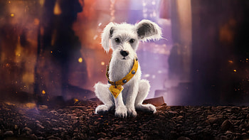 Supergirl (2026) — Super Pup Sentinel, Supergirl (2026) HD wallpaper