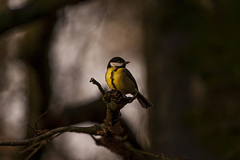 Animals, Feather, Bright, Bird, Branches, Tit, Titica HD wallpaper