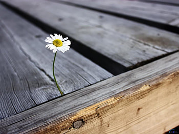 lonely flower, white, lovely, lonely, flower HD wallpaper