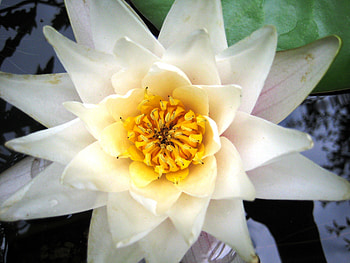 Water lily, white, nature, flowers, water, lily HD wallpaper