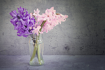 Bouquet, Hyacinth HD wallpaper