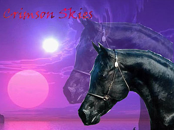 The Black Stallion, horses, black horses, arabians, nature, ponies HD wallpaper