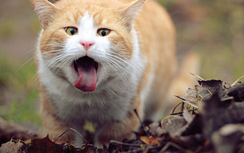 Animals, Leaves, Cat, Muzzle, Spring, Language, Tongue HD wallpaper