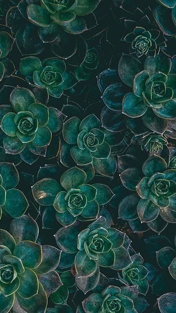 Green Aesthetic, Beautiful Background HD phone wallpaper