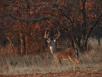 Whitetail Deer Hunting Forums Thread Cool Pics Age And HD wallpaper