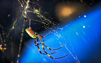 Web, Macro, Spider, Braiding, Weaving HD wallpaper