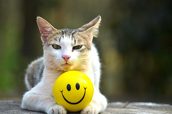 Cat, kitten, sweet, kitty, cats, cute, beautiful, paws, sleeping, beauty, cat face, pretty, animals, face, lovely, hat HD wallpaper