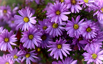 Asters, Latvia, pink, macro, drops HD wallpaper