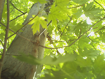 Green as ever, summer, sunlight, green, leaf, leafs, tree HD wallpaper