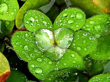 Natural Heart, cool, natural, heart HD wallpaper