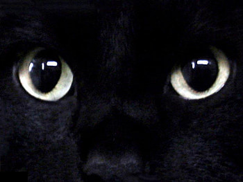 Eyes in the Darkness, eyes, cat, black HD wallpaper