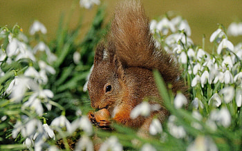 Animal squirrel, Cute creature, Nature's wonder, Wildlife graphy HD wallpaper