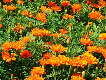 flowers, orange HD wallpaper