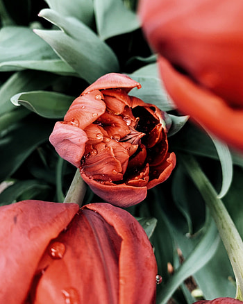 Flower, Macro, Wet, Dew, Tulip HD phone wallpaper