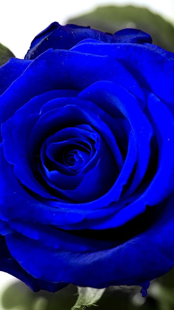 Blue Rose, Beautiful, Rose, blue color HD phone wallpaper