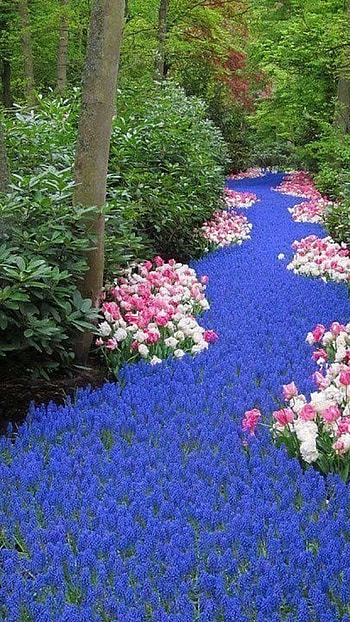 Flower, Garden Flower Peace HD phone wallpaper