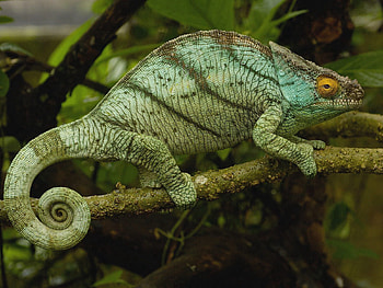 Animals, Grass, Sit, Branches, Chameleon HD wallpaper