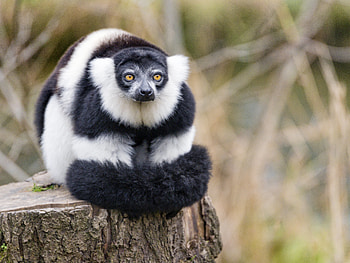 Animals, Fluffy, Striped, Animal, Lemur HD wallpaper