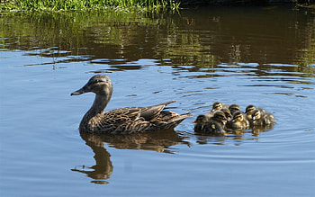 Duck Family, ducks, birds, water, family HD wallpaper