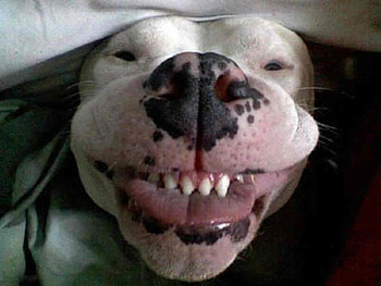 Happy Tuesday, dog, animal, cute, smile HD wallpaper
