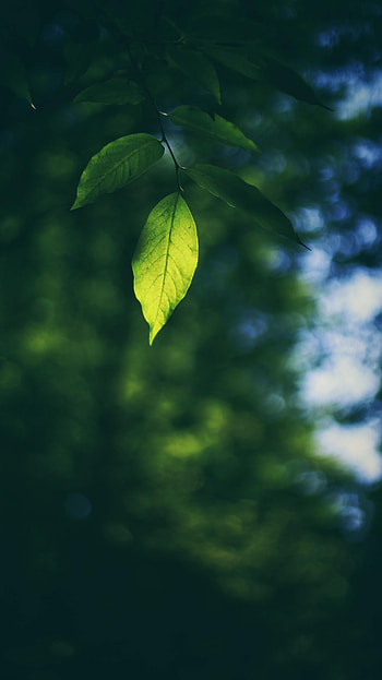 Macro, Blur, Smooth, Sheet, Leaf, Branch HD phone wallpaper